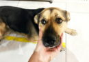 Берёзовские волонтеры просят помочь собаке-найденышу