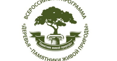 Кедр из Кузбасса стал участником конкурса «Российское дерево года – 2024»